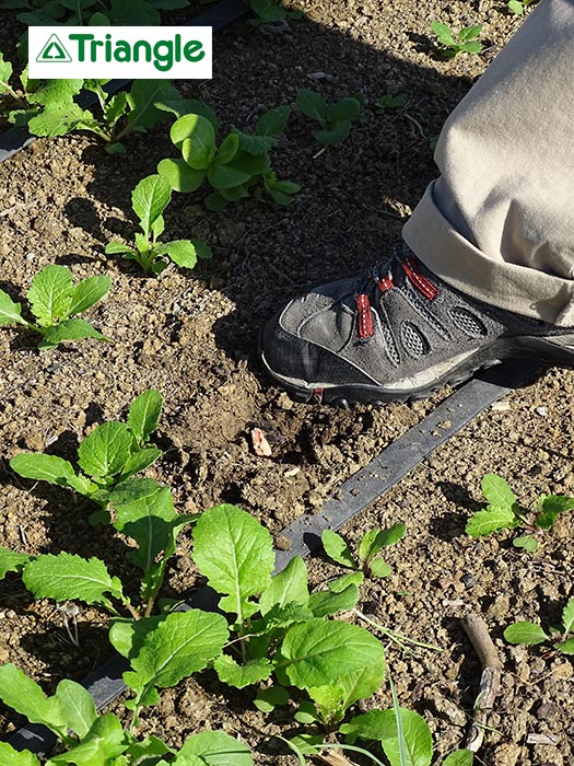 Canne à planter